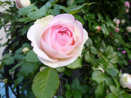 �s�G�[���E�h�E�����T�[��