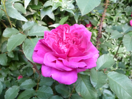 �����X�e�b�h�E�E�b�h