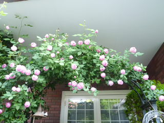 �s�G�[���E�h�E�����T�[��