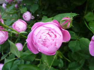 �s�G�[���E�h�E�����T�[��