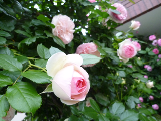 �s�G�[���E�h�E�����T�[��