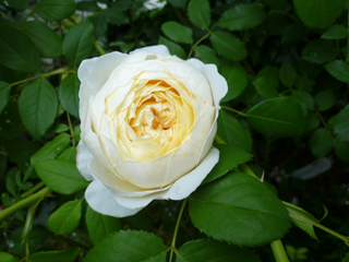 �N���A�E�I�[�X�`��