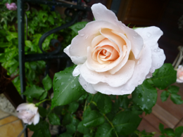 �t�����`���[�X