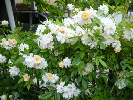 �X�m�[�O�[�X