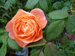 ���f�B�E�G�}�E�n�~���g��