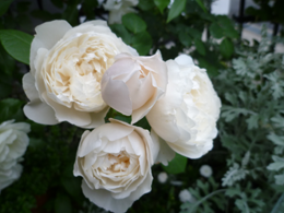 ���f�B�E�G�}�E�n�~���g��